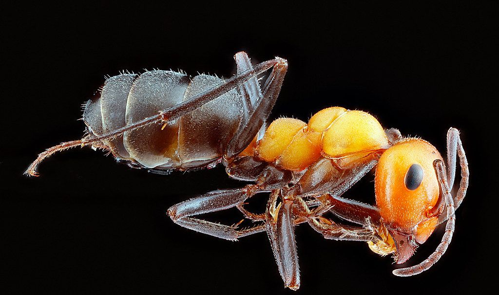 Ant Control service in Hillsboro, OR