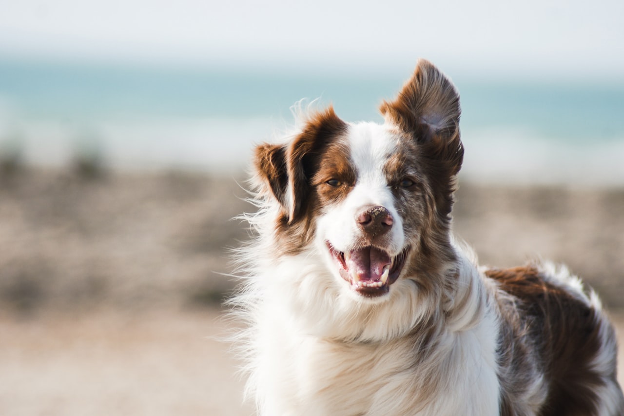 Flea & Tick Control service in Hillsboro, OR