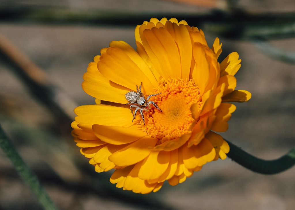 Spider Control service in Hillsboro, OR